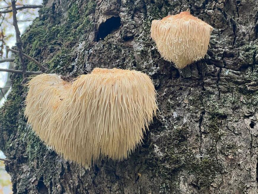 Créolophus Cirrhatus Créolophus Cirrhatus