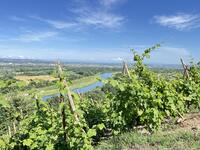 Panorama des vignes Panorama des vignes