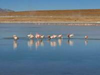 La vie en rose La vie en rose